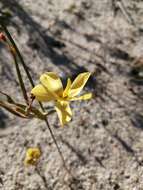 Image of Moraea umbellata Thunb.