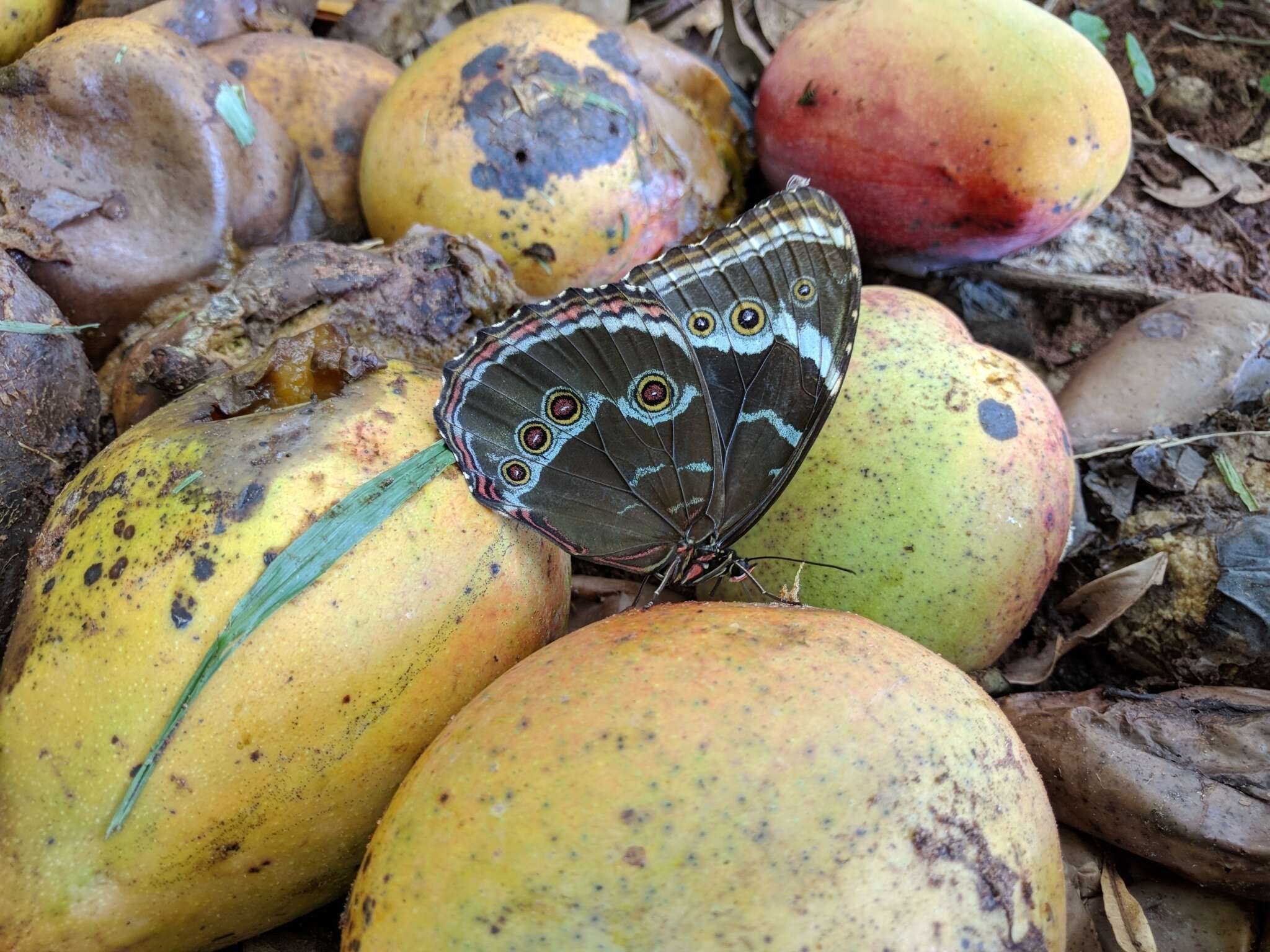 Morpho helenor achillides的圖片