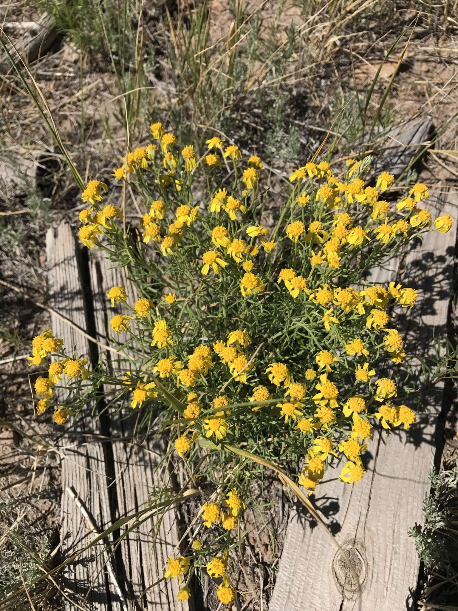 Hymenoxys rusbyi (A. Gray) Cockerell resmi