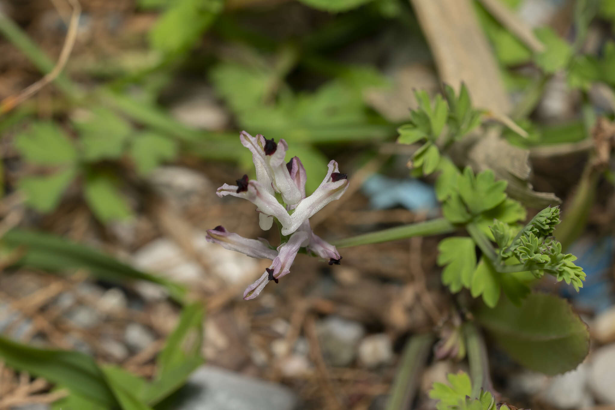 Image of Fumaria judaica subsp. judaica