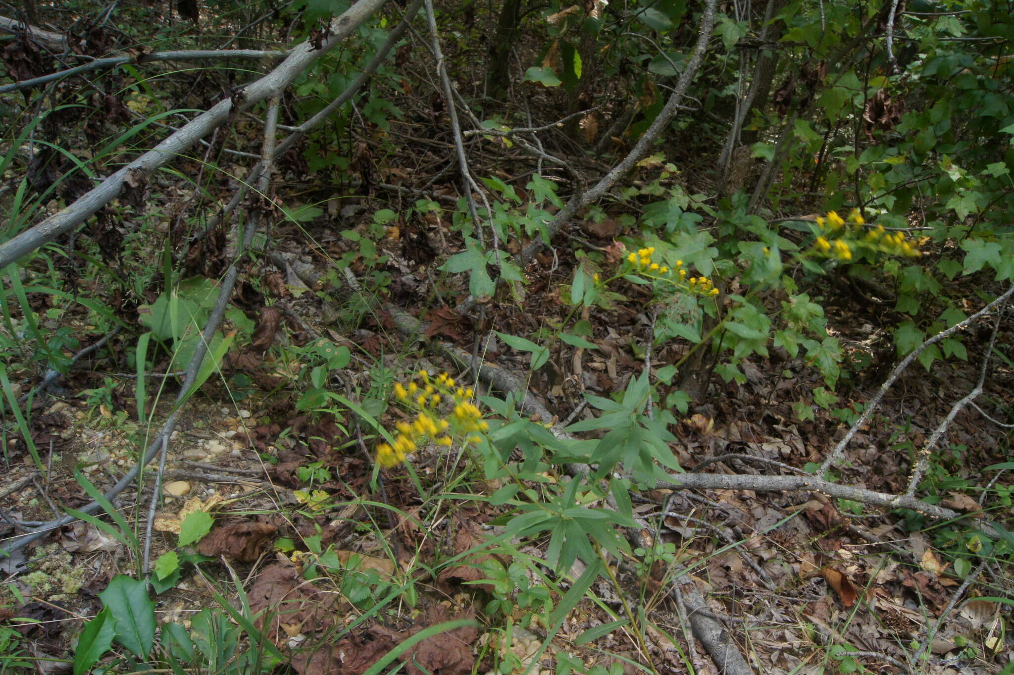 Image of anisescented goldenrod