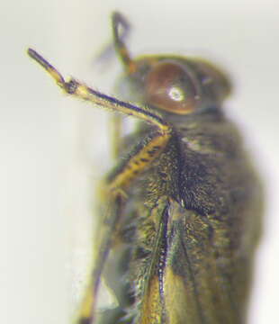 صورة Saldula palustris (Douglas 1874)