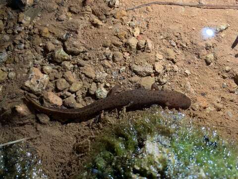 Image of Pachytriton Boulenger 1878