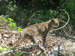 Image of Geoffroy's cat