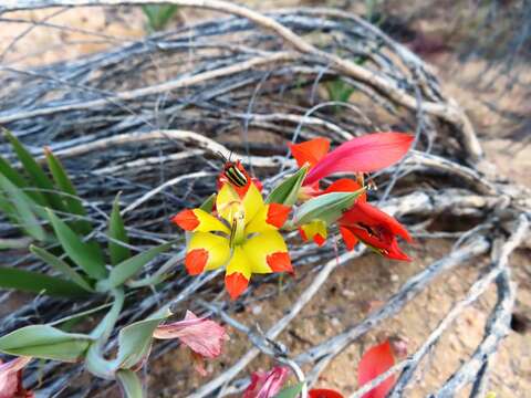 Imagem de Gladiolus speciosus Thunb.