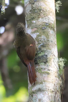 Imagem de Xiphorhynchus triangularis (Lafresnaye 1842)