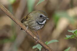 Image of White-gorgeted Flycatcher