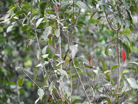 Image of Cinereous Bulbul