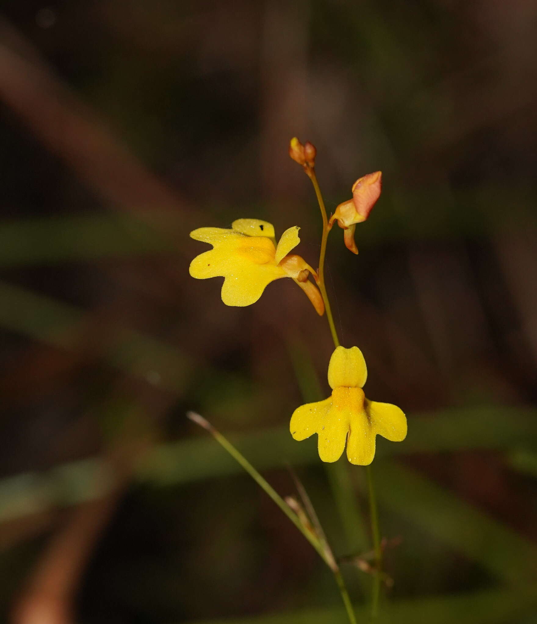 Image of Utricularia chrysantha R. Br.