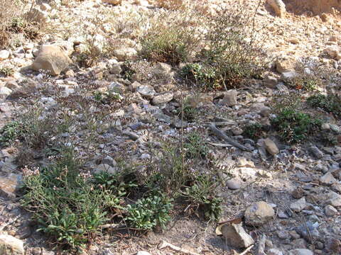 Image of Limonium carthaginense (Rouy) C. E. Hubbard & Sandwith