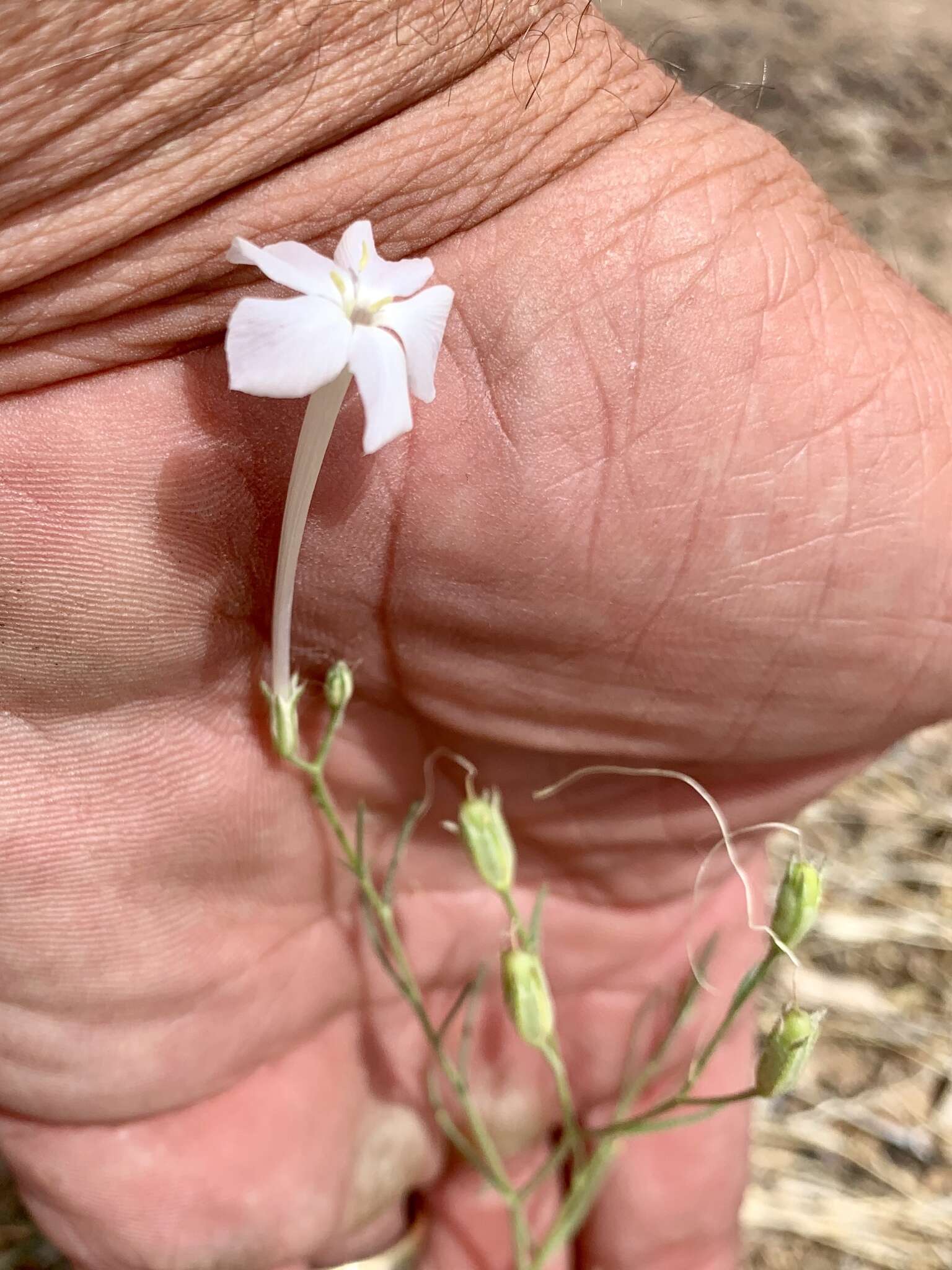 Image of whiteflower ipomopsis