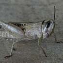 صورة Metaxymecus gracilipes (Brancsik 1896)