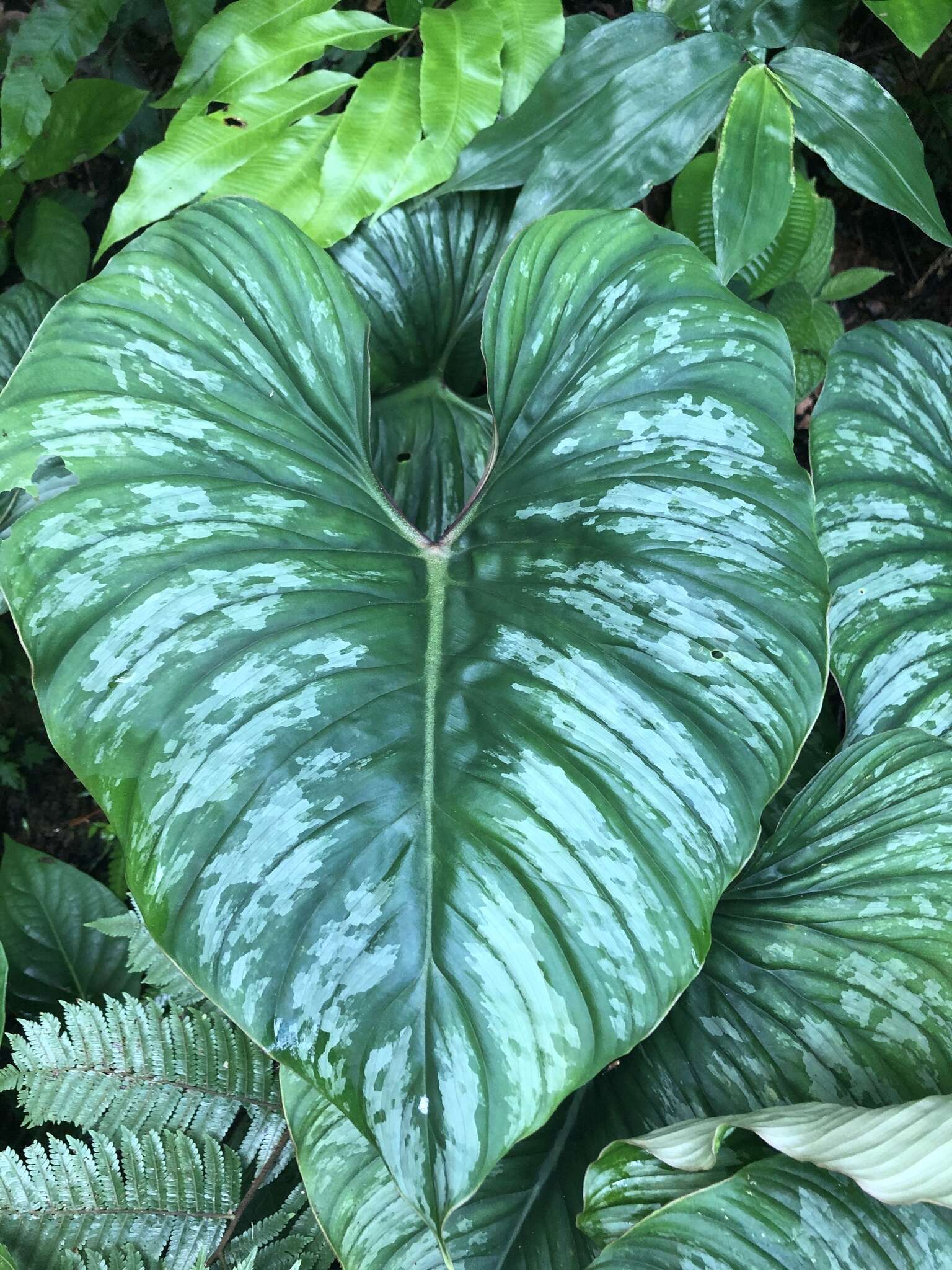 Image of Philodendron mamei André