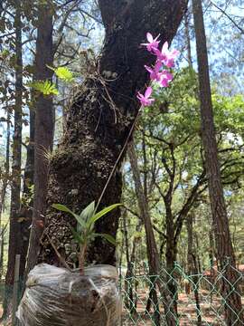 Barkeria melanocaulon A. Rich. & Galeotti的圖片