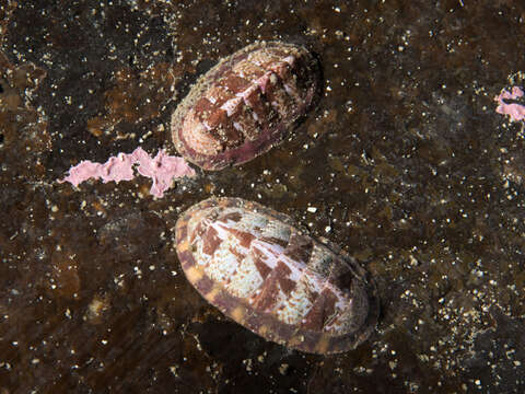 Image of lined red chiton