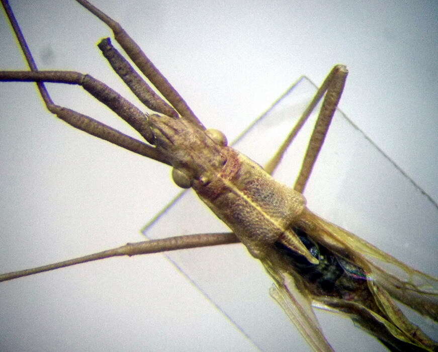 Image of Chorosoma gracile Josifov 1968