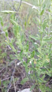 Hedeoma reverchonii (A. Gray) A. Gray resmi