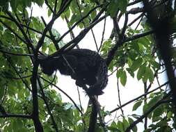 Image of Red-nosed Bearded Saki