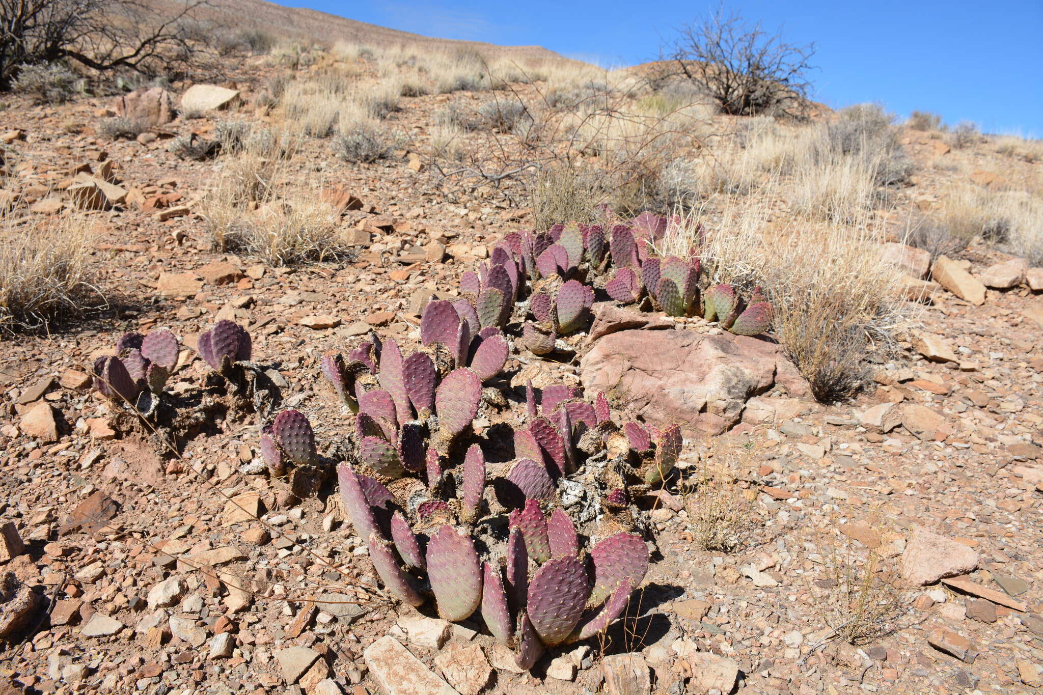 Image of beavertail pricklypear