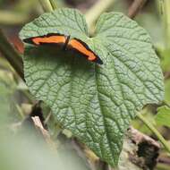 Vanessula milea latifasciata Joicey & Talbot 1928 resmi