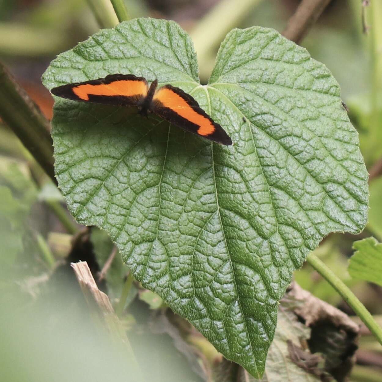 Vanessula milea latifasciata Joicey & Talbot 1928 resmi