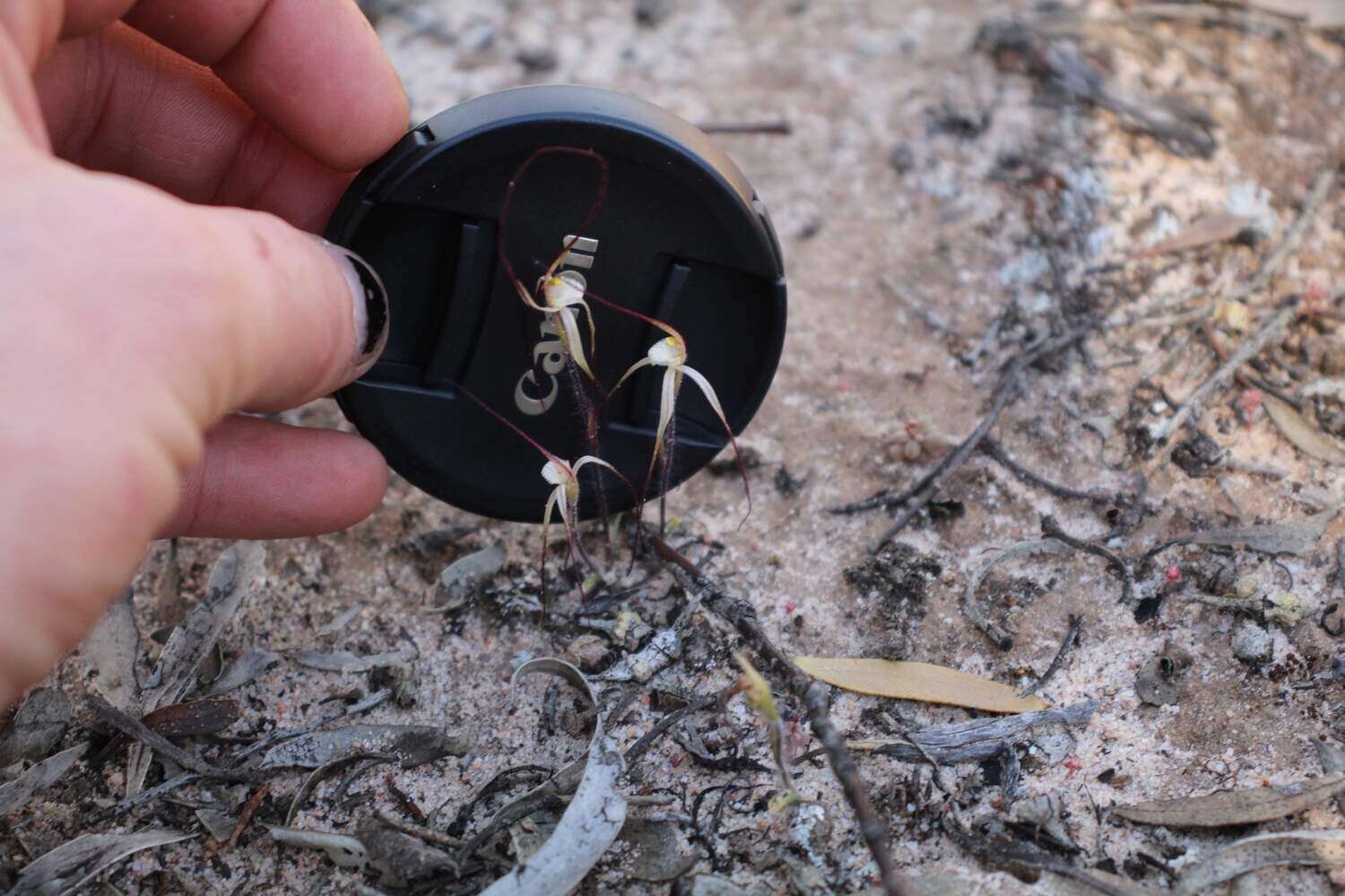 Caladenia microchila Hopper & A. P. Br. resmi