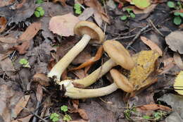 Imagem de Armillaria cepistipes Velen. 1920