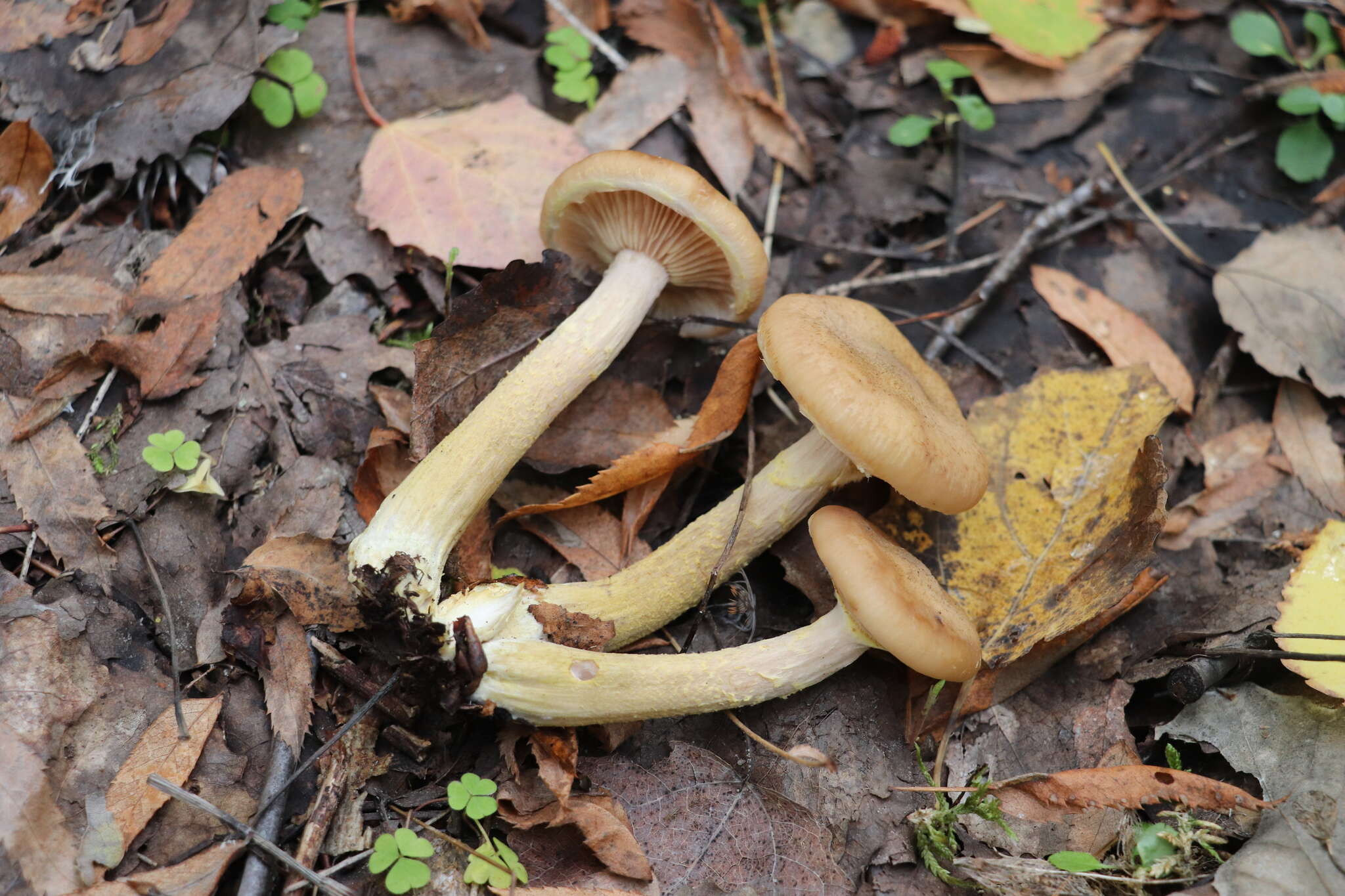 Image of Armillaria cepistipes Velen. 1920