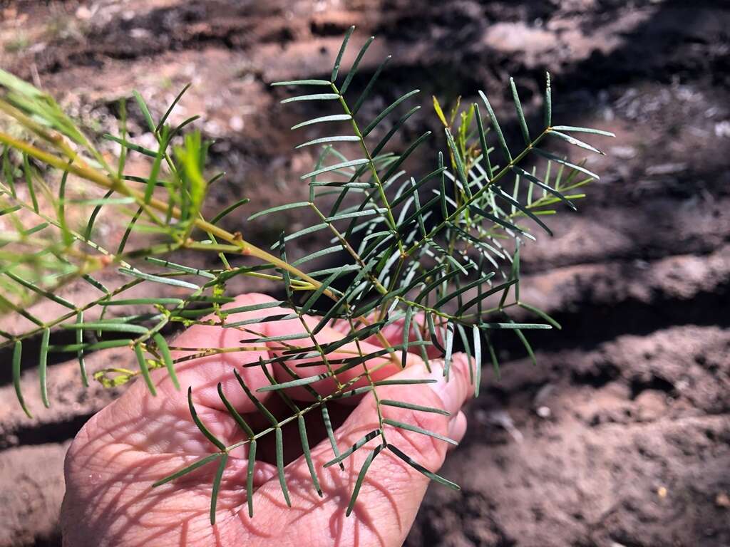 Image of Acacia muelleriana Maiden & R. T. Baker