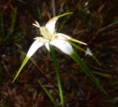 Image of starrush whitetop