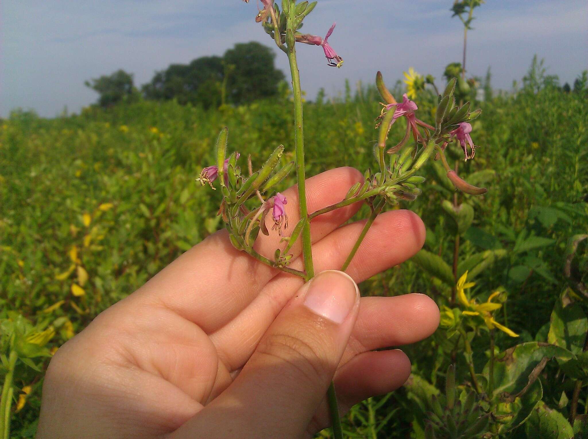 Imagem de Oenothera gaura W. L. Wagner & Hoch