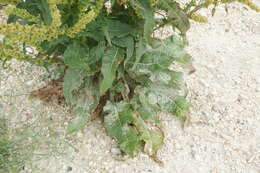 Image de Rumex stenophyllus Ledeb.