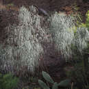 Image of Asparagus plocamoides Webb ex Svent.