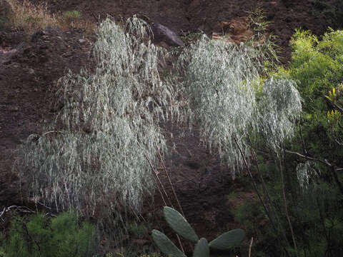 Image of Asparagus plocamoides Webb ex Svent.