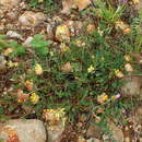 Sivun Anthyllis vulneraria var. vulneraria kuva