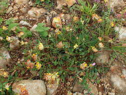 Image of Anthyllis vulneraria var. vulneraria