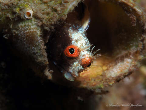 Image of Roughhead Blenny