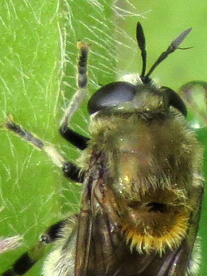 Image of Microdon manitobensis Curran 1924