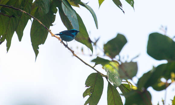 Image of Turquoise Dacnis