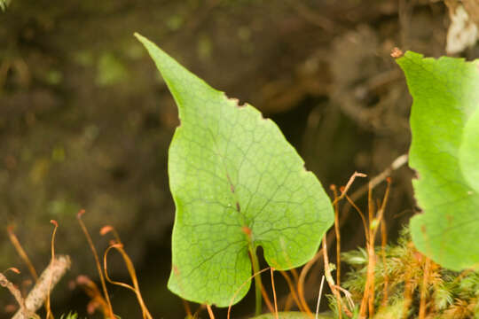 Image of Triploid Fern