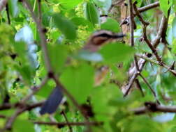 Image of Bearded Scrub Robin