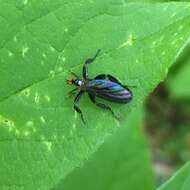 صورة Rhamphomyia longicauda Loew 1861