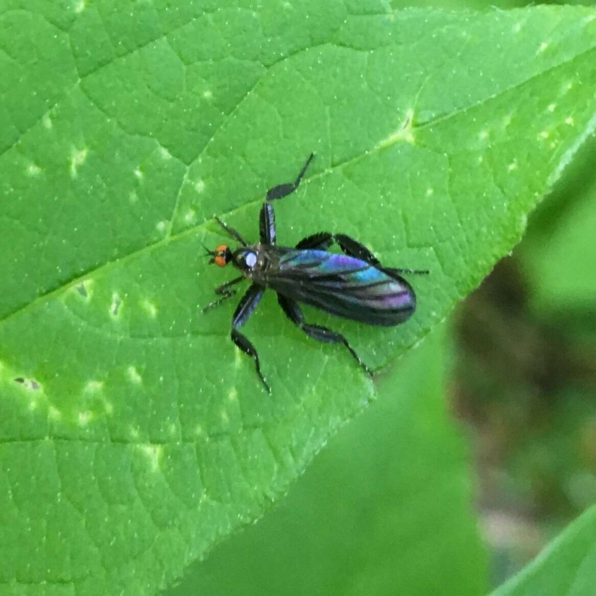 Image of Long-tailed Dance Fly