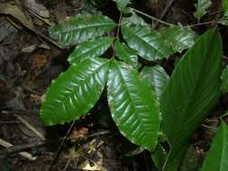 Image of Eugenia coffeifolia DC.