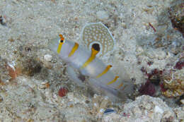 Image of Randall's prawn goby