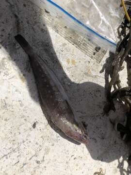 Image of Spotted Codling