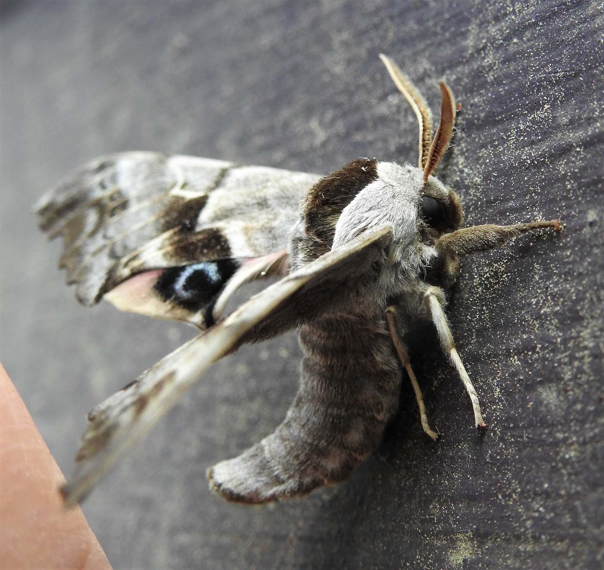 Image of One-eyed Sphinx, Eyed Hawk-moth