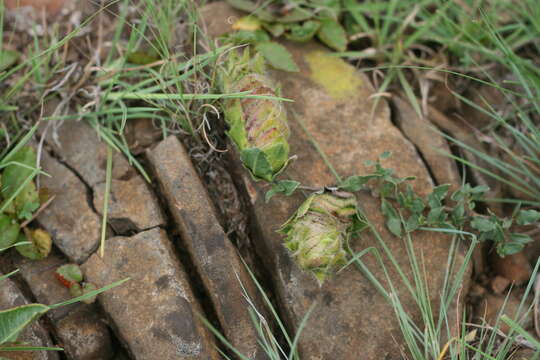 Image of Barleria macrostegia Nees