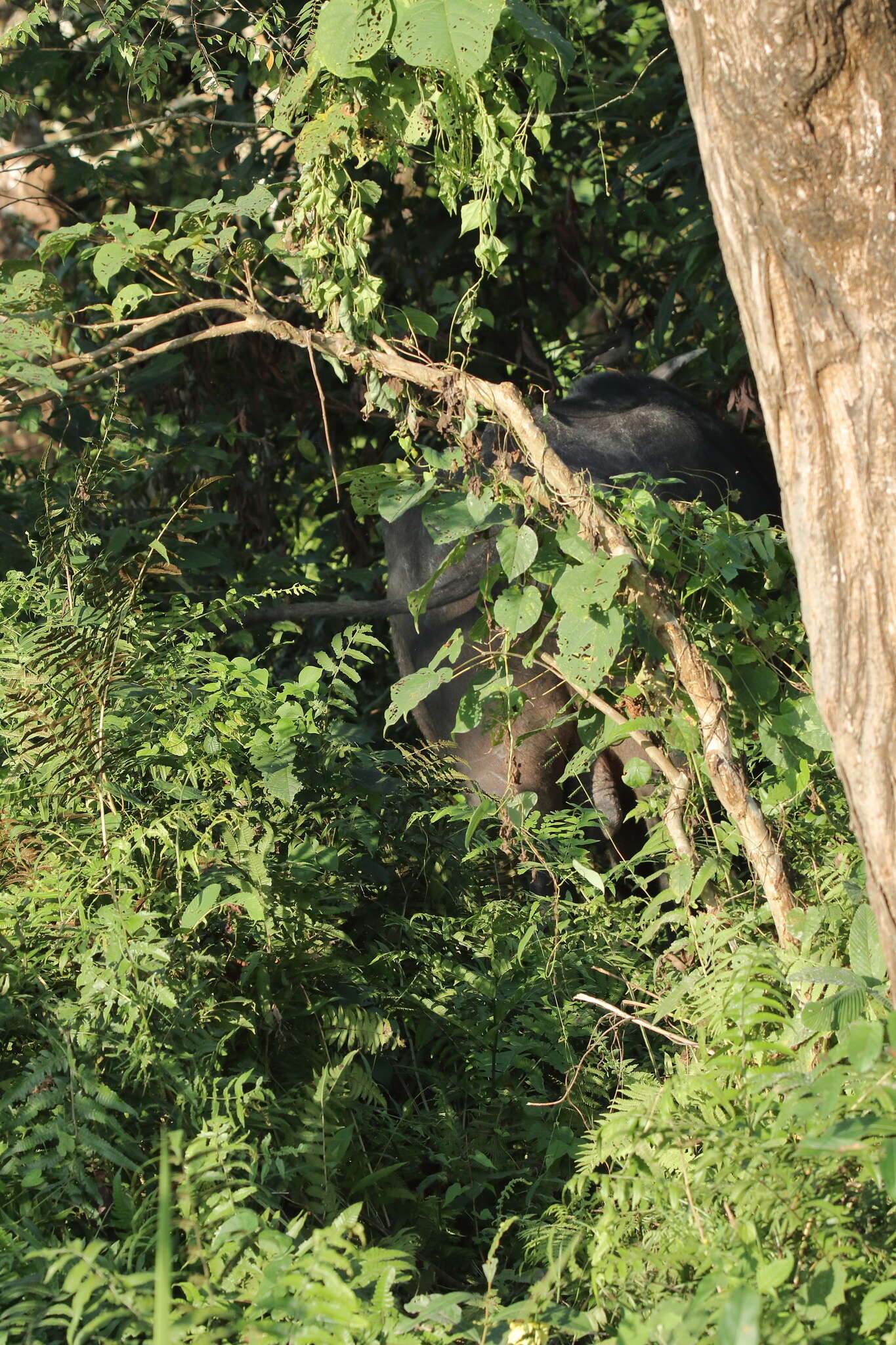 Image of Asian Buffalo