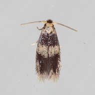 Image of Stigmella nigriverticella (Chambers 1875) Newton et al. 1982